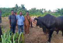 Kabupaten Singkil Terima Bantuan Sapi Kurban dari Presiden