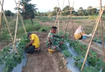 Petani Timun Subulussalam Genjot Perawatan Lanjaran untuk Dongkrak Hasil Panen