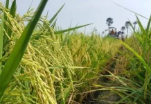 Petani Waspadai Penurunan Produksi saat Puncak Kemarau 2026