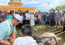 Serahkan Hewan Kurban, Bupat Singkil: Selain Ibadah juga Bentuk Kepedulian Sosial