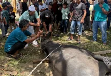 Antusias Warga Singkil Berkurban Tahun ini Meningkat