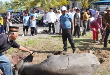 Tinjau Penyembelihan Hewan Qurban, Bupati Aceh Singkil Ajak Perkuat Solidaritas