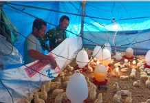 Babinsa di Singkil Dampingi Peternak Ayam Perkuat Ketahanan Pangan
