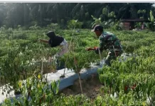 TNI di Aceh Singkil Kampanyekan Bertani untuk Menjaga Ketahanan Pangan