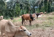 Sapi Terjual 60 Ekor, Peternak di Penanggalan Catat Kenaikan Laba 20 Persen