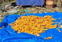Petani Kuta Tengah Subulussalam Mulai Panen Jagung di Lahan Dua Hektare
