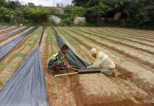 Petani dan Babinsa, Perkuat Kolaborasi Siapkan Lahan Ketahanan Pangan di Singkil
