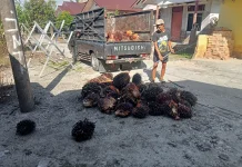 Harga Sawit di Aceh Singkil Merangkak Naik di Awal Juni