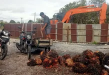 Harga Sawit di Singkil Naik, Petani Diminta Jaga Kualitas Buah