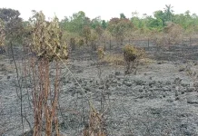 Seluas 2,5 Hektare Lahan Bandara di Aceh Singkil Terbakar