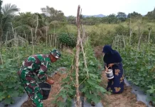 Sasar Pasar Lokal, Petani Subulussalam Barat Genjot Kualitas Panen Timun