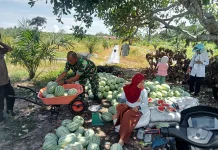 Hasil Panen Petani Semangka di Singkil Merosot