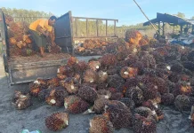 Pekan Kedua Juni, Harga TBS di Aceh Singkil Kembali Naik