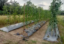 Hujan Turun, Petani Palawija di Aceh Singkil Bernapas Lega