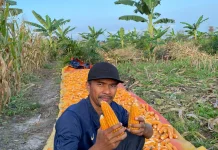 Hasil Panen Jagung Petani di Singkil Menggembirakan