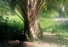 Petani Aceh Singkil Rutin “Buka Piringan” untuk Dongkrak Produksi Kelapa Sawit