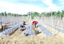 Dongkrak Pendapatan Petani, Pengolahan Lahan Timun di Simpang Kiri Dipacu