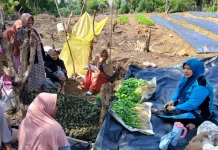 PKK Subulussalam Dorong Ekonomi Perempuan lewat Program Pekarangan Pangan