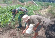 Dongkrak Produktivitas Jagung, Petani Sikalondang Pacu Pemupukan