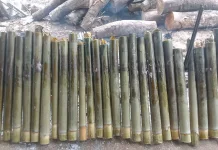 Rahasia Lemang Pulen dan Gurih Khas Aceh Singkil