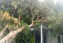 Angin Kencang, Pohon Tumbang Timpa Rumah Warga di Aceh Singkil