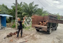 Harga TBS, Sawit di Singkil Stabil