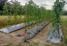 Tanaman Palawija Petani di Singkil Dirusak Monyet Liar