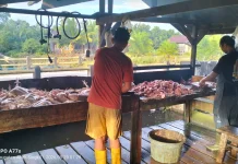 Harga Ayam Potong Merosot Saat Libur, Stok di Pasaran Melimpah