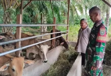 TNI Turun ke Kandang, Babinsa Bantu Peternak Tingkatkan Produktivitas Ternak