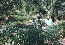 Babinsa Ajak Warga Manfaatkan Pekarangan Rumah untuk Ketahanan Pangan