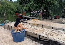 Usaha Pengolahan Ikan Asin di Singkil Raup Cuan