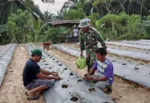 Babinsa Kampanyekan Tanam Cabai Dukung Ketahanan Pangan di Singkil
