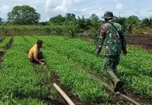 Pemanfaatan Lahan Produktif di Sultan Daulat Dorong Kemandirian Pangan