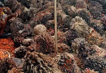 Cerita Buruh Kebun Sawit di Singkil, Menggantungkan Hidup dari Biji Berondolan