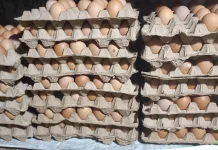 Harga Telur Ayam di Aceh Singkil Rp50 Ribu per Papan
