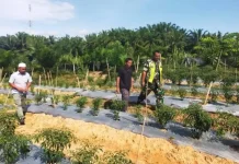 Babinsa Dorong Semangat Petani Perkuat Ketahanan Pangan di Aceh Singkil