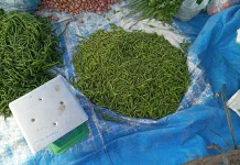Harga Cabai Rawit di Aceh Singkil Tembus Rp70 Ribu/kilogram
