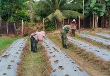 Kembangkan Ekonomi Desa, Petani Subulussalam Garap Budidaya Mentimun