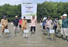 PT PLB Kembali Tanam 3 ribu Batang Mangrove di Pesisir Aceh Singkil