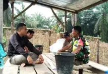 Babinsa Dampingi Petani Wujudkan Penguatan Ketahanan Pangan Desa