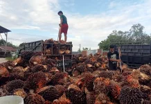 Tren Harga TBS Sawit dan Brondolan di Singkil, Terus Tercatat Naik