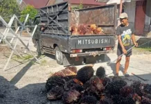 Petani Sawit di Singkil Tersenyum, Harga Sawit Kembali Melejit