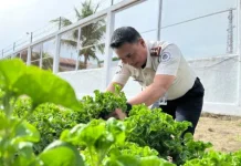 Rutan Singkil Panen Bayam Brazil, Bukti Nyata Hasil Ketahanan Pangan