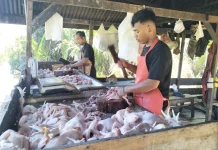 Harga Ayam Daging Broliler di Singkil Melejit, Tembus Rp48 ribu Per Kilogram