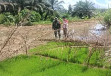 TNI dan Petani Perkuat Ketahanan Pangan di Subulussalam