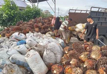 Harga TBS Sawit di Aceh Singkil Stabil, Rp2.700 Per Kilogram