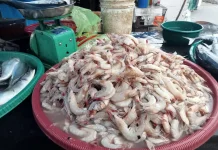 Harga Udang di Aceh Singkil Rp65 ribu Per Kilogram