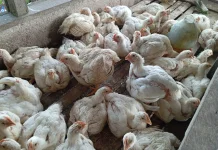 Harga Ayam Potong di Aceh Singkil Marangkak Naik