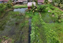 Warga Singkil Sulap Pekarangan Rumah Jadi Lahan Pertanian Padi