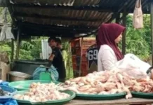 Harga Daging Ayam Broiler di Singkil Naik Lagi